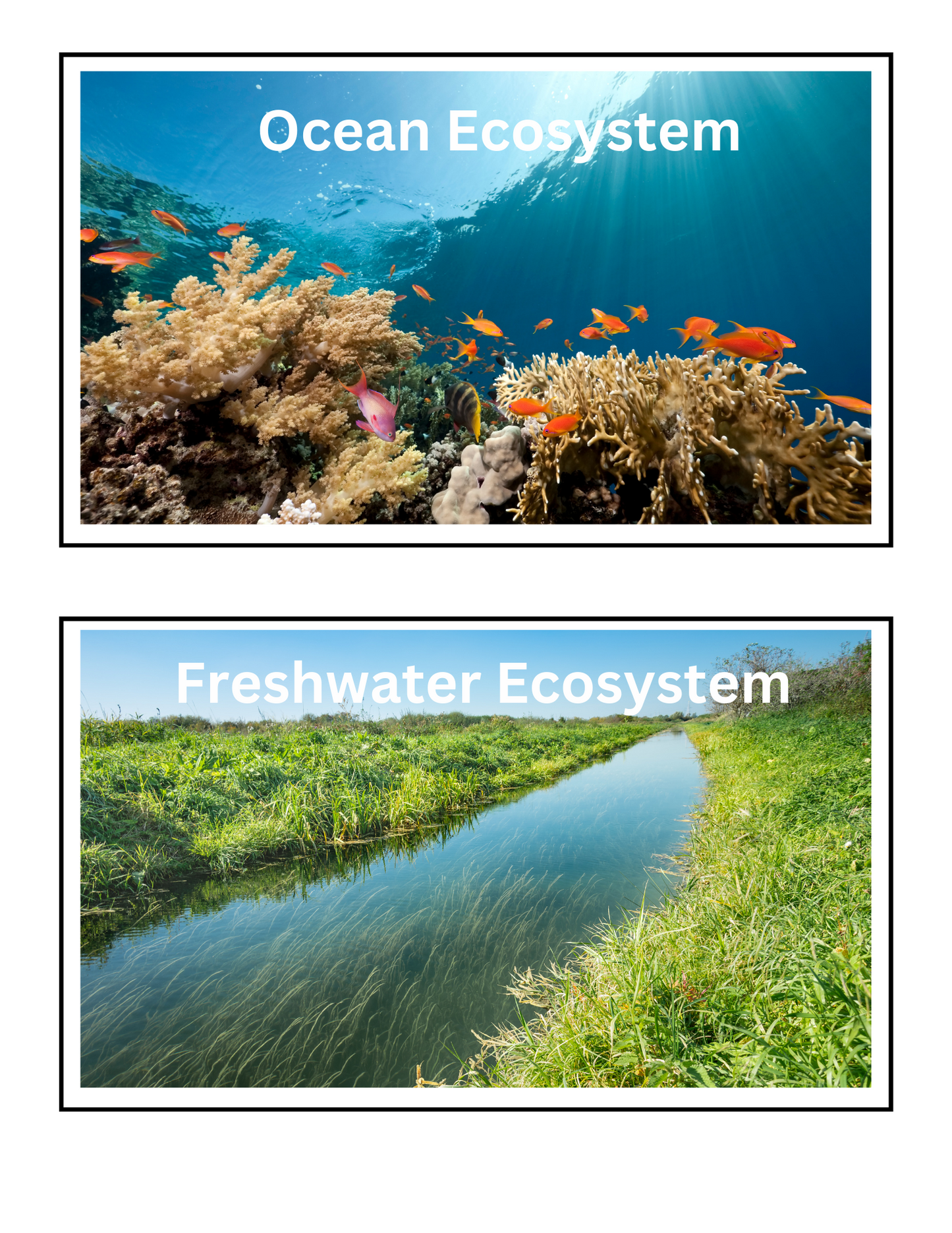 Ecosystem Food Chain Linking & Writing Activity