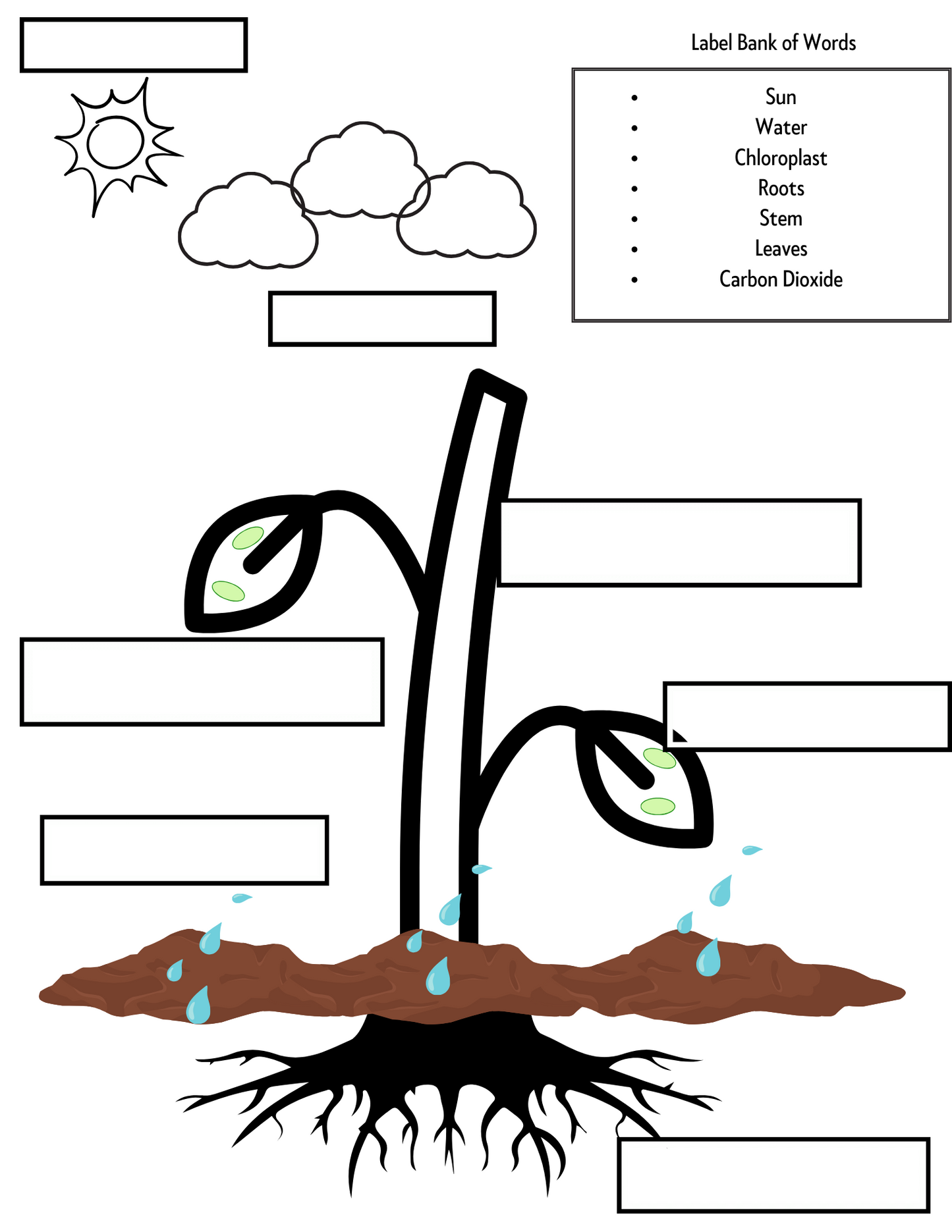 Food Chains Unit Activities